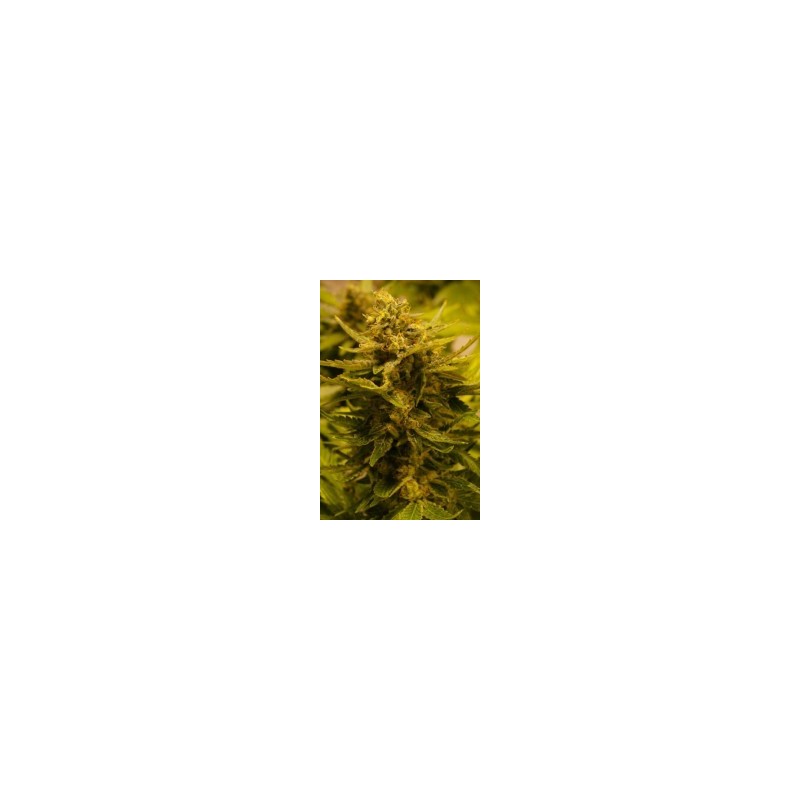 OG CBD Femminizzata - Cali Connection