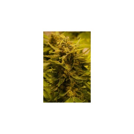 OG CBD Femminizzata - Cali Connection
