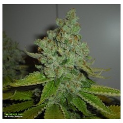 SFV OG Kush Femminizzata - Cali Connection