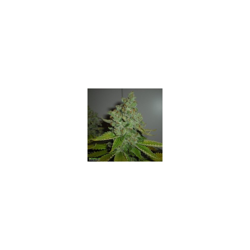 SFV OG Kush Femminizzata - Cali Connection