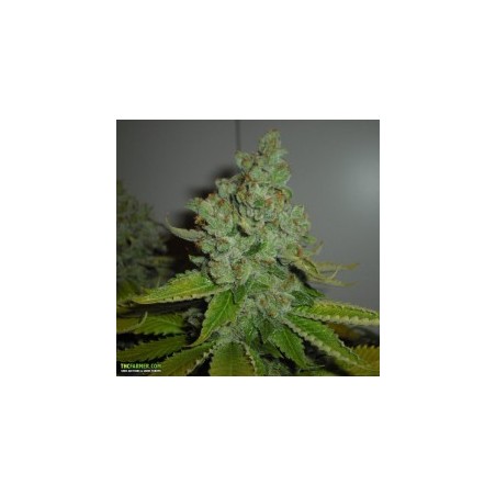 SFV OG Kush Femminizzata - Cali Connection