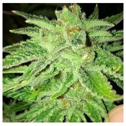 Strawberry OG Femminizzata - Cali Connection