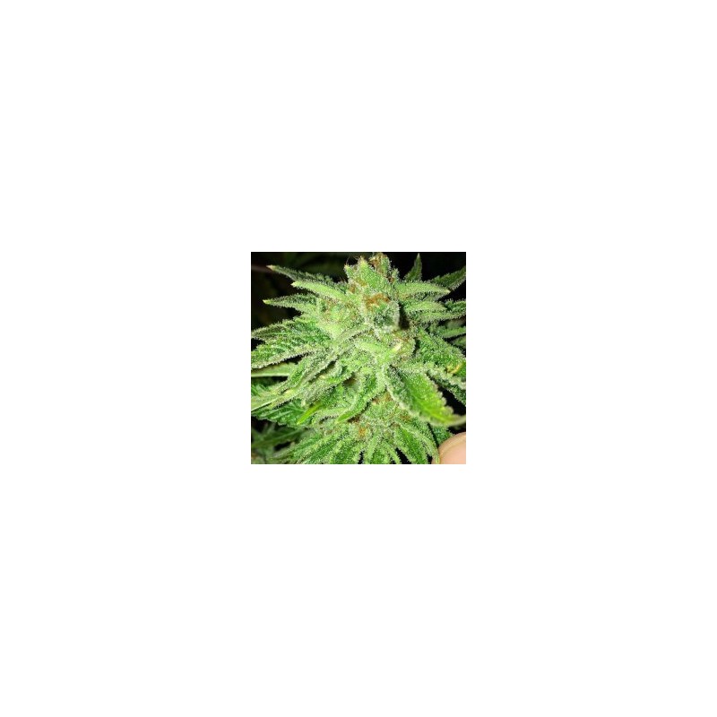 Strawberry OG Femminizzata - Cali Connection