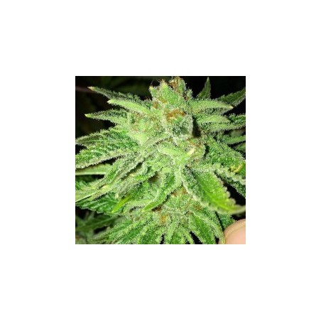 Strawberry OG Femminizzata - Cali Connection