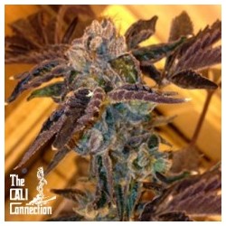 LA Cookies Femminizzata - Cali Connection