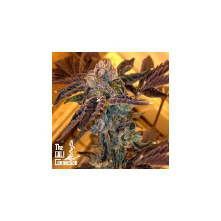 LA Cookies Femminizzata - Cali Connection