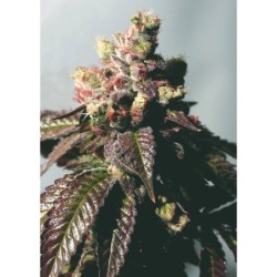 Passion Berry Femminizzata - Cali Connection