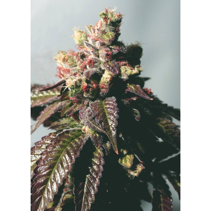 Passion Berry Femminizzata - Cali Connection