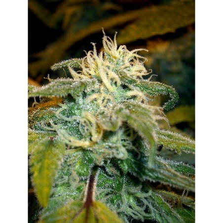 Jamaican OG Femminizzata - Cali Connection