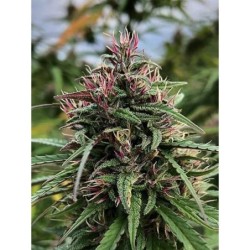 Boax-Hindu CBD Femminizzata - Cali Connection