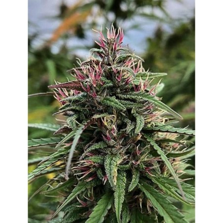 Boax-Hindu CBD Femminizzata - Cali Connection