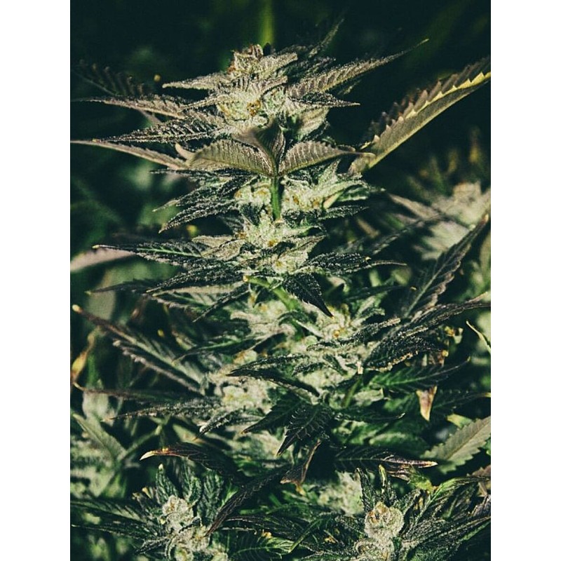 Jupiter OG Kush Femminizzata - Cali Connection