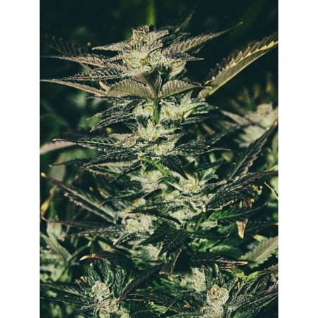 Jupiter OG Kush Femminizzata - Cali Connection