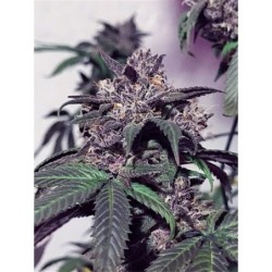Purple Diesel Femminizzata - Cali Connection