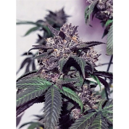 Purple Diesel Femminizzata - Cali Connection