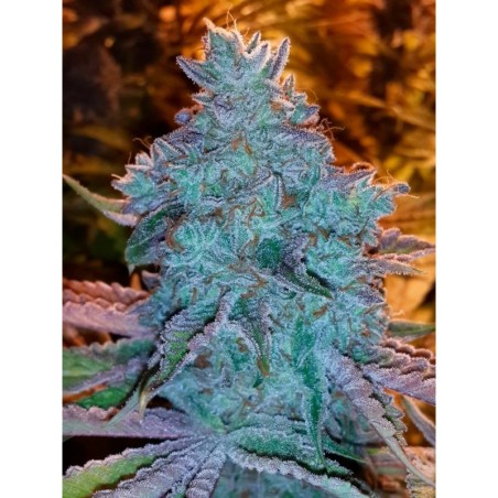 Girl Scout Cookies Autofiorente Femminizzata - Cali Connection