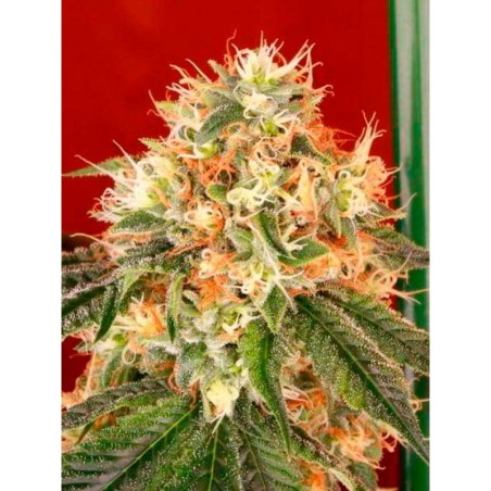 Deadhead OG Autofiorente Femminizzata - Cali Connection