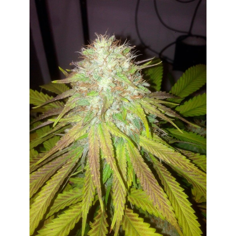 Boss Hogg Autofiorente Femminizzata - Cali Connection