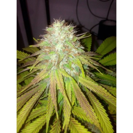 Boss Hogg Autofiorente Femminizzata - Cali Connection
