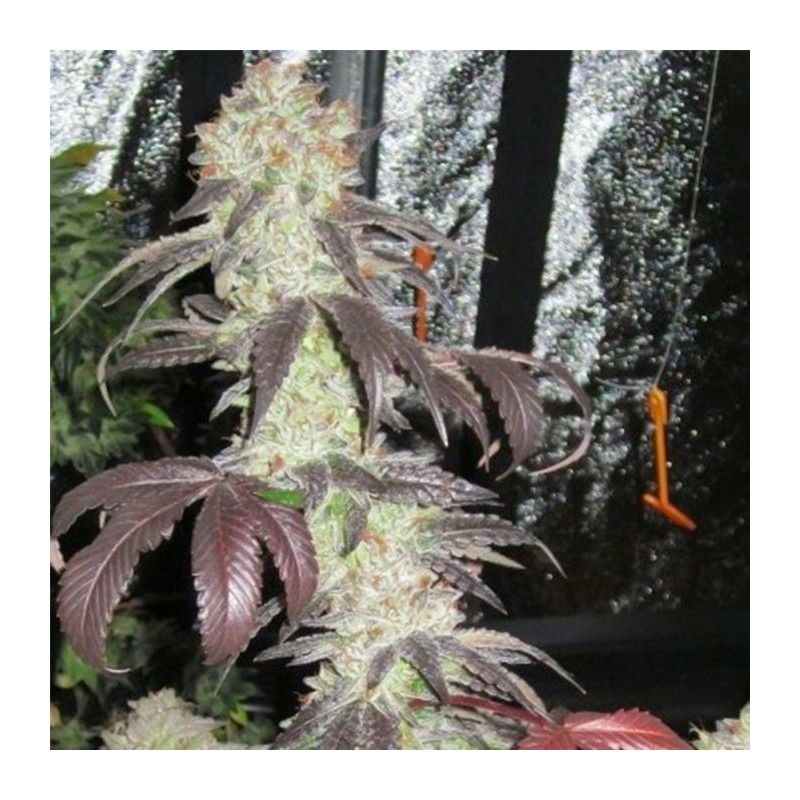 Black Kush Femminizzata - Cali Connection