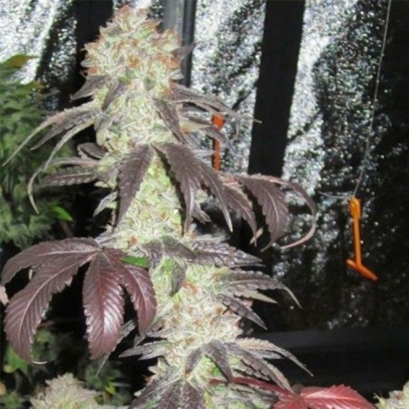 Black Kush Femminizzata - Cali Connection