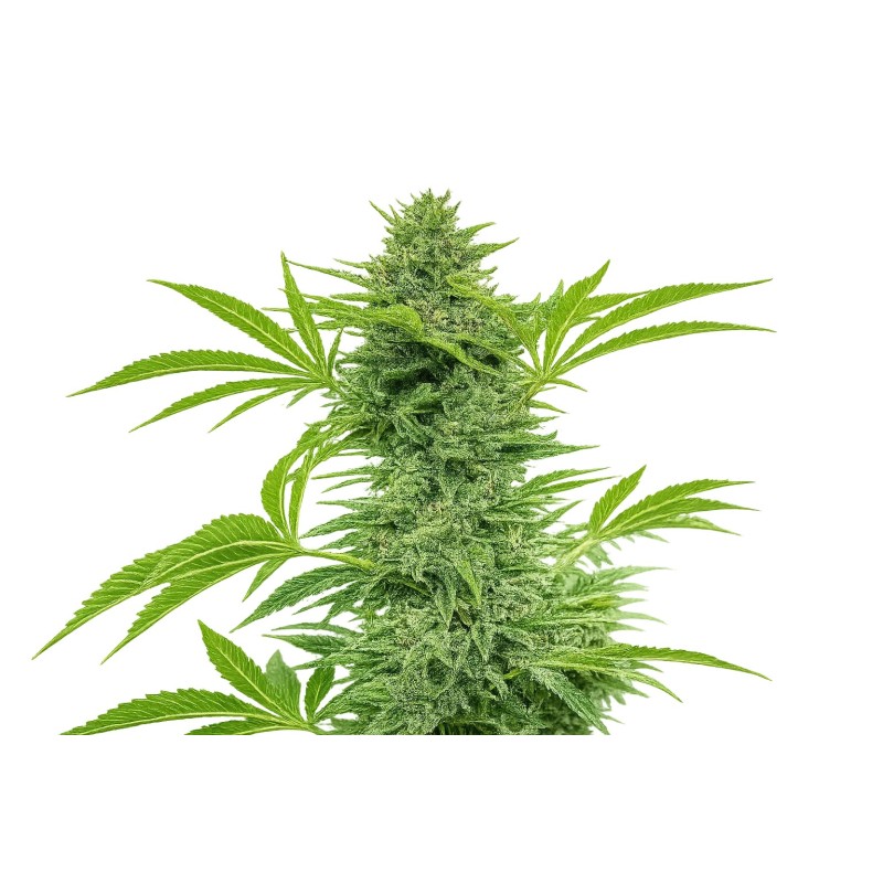 Clementine Slush Femminizzata - Cali Connection
