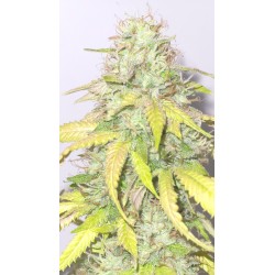 RAINBOW MELON - FASTBUDS FEM - TALEA RARA ORNAMENTALE