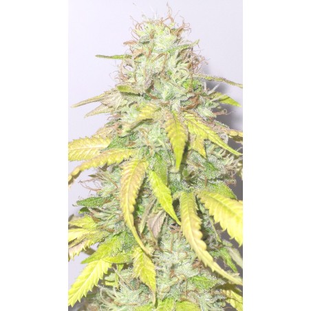 RAINBOW MELON - FASTBUDS FEM - TALEA RARA ORNAMENTALE