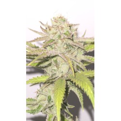 PLATINUM SCOUT V2 (IN HOUSE GENETICS) - TALEA RARA ORNAMENTALE