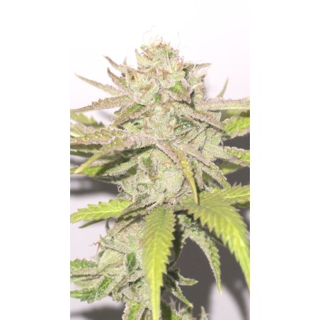 PLATINUM SCOUT V2 (IN HOUSE GENETICS) - TALEA RARA ORNAMENTALE