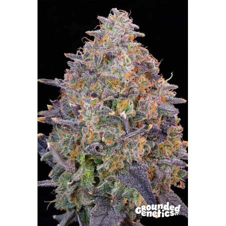 PINK POOCHIE (GROUNDED GENETICS) TALEA ORNAMENTALE