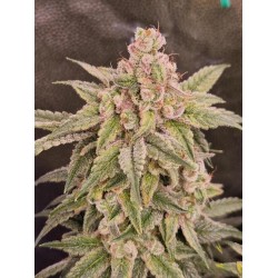 PINK POOCHIE  (GROUNDED GENETICS) TALEA ORNAMENTALE