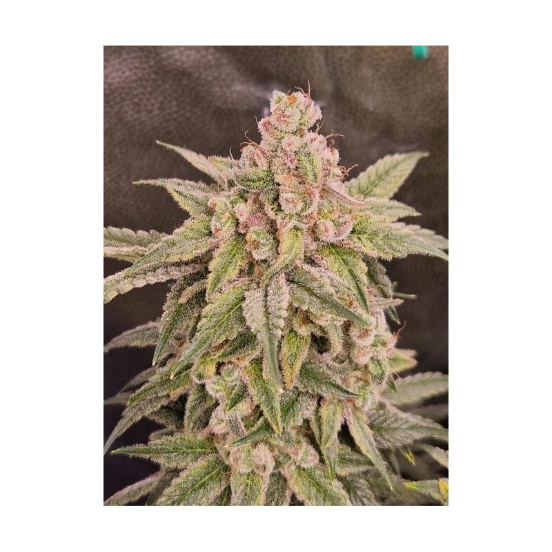 PINK POOCHIE  (GROUNDED GENETICS) TALEA ORNAMENTALE
