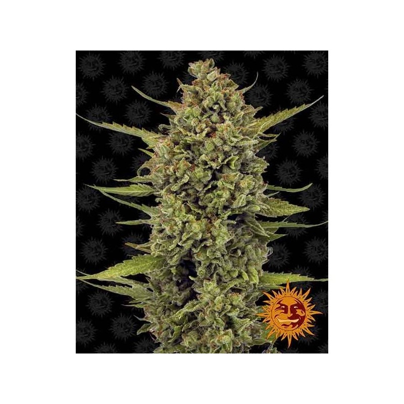 Acapulco Gold
