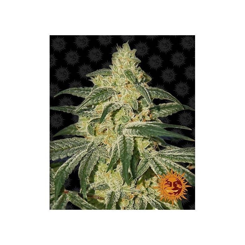 Afghan Hash Plant