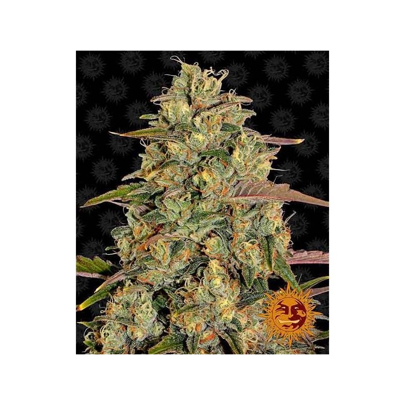 Amnesia Lemon