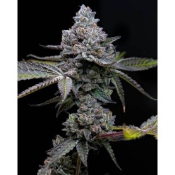 Apple Fritter