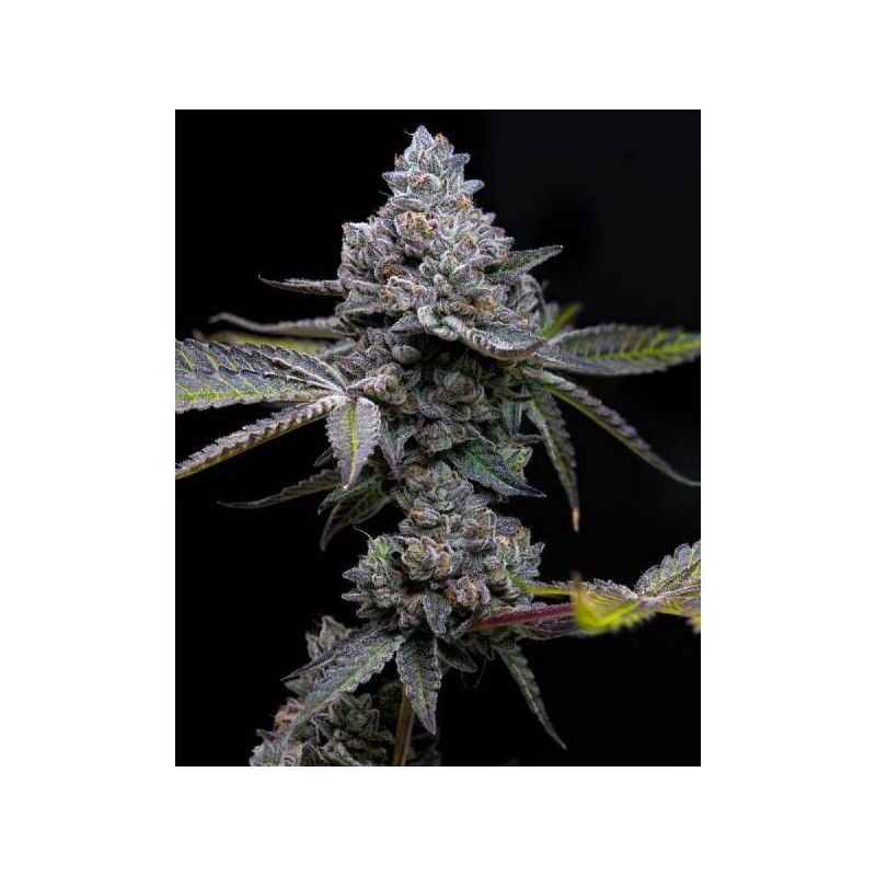 Apple Fritter