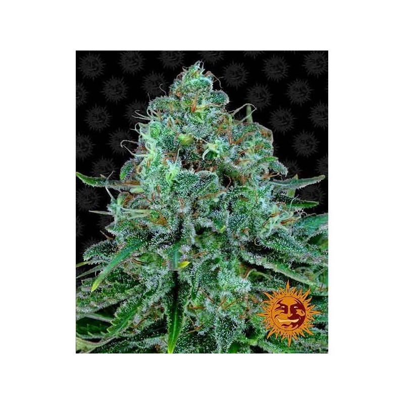 Bad Azz Kush