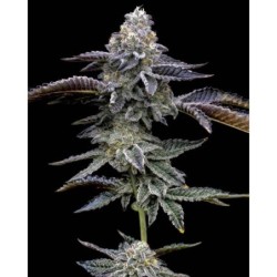 Blue Dream