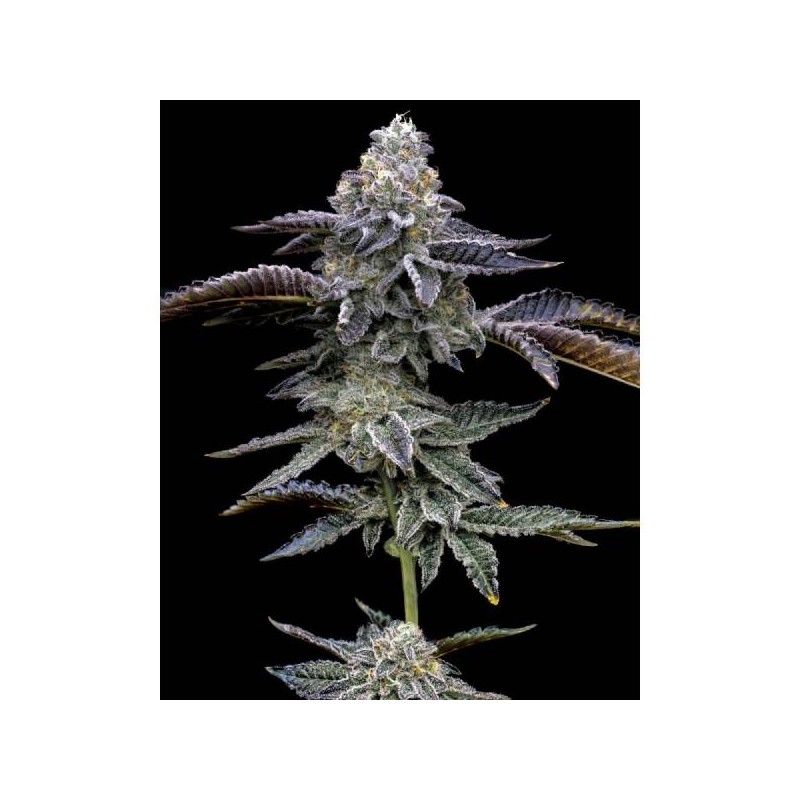 Blue Dream