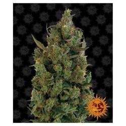 Blueberry Cheese
