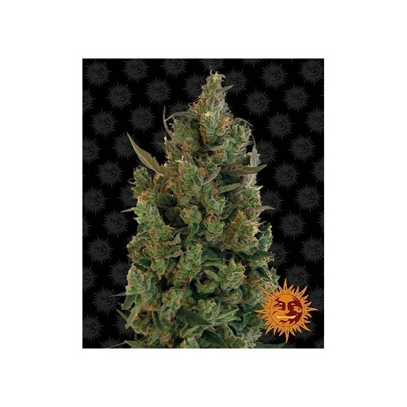 Blueberry Cheese