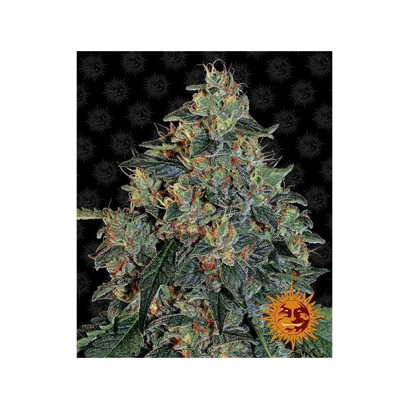Blueberry OG