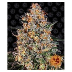 Bubba Kush