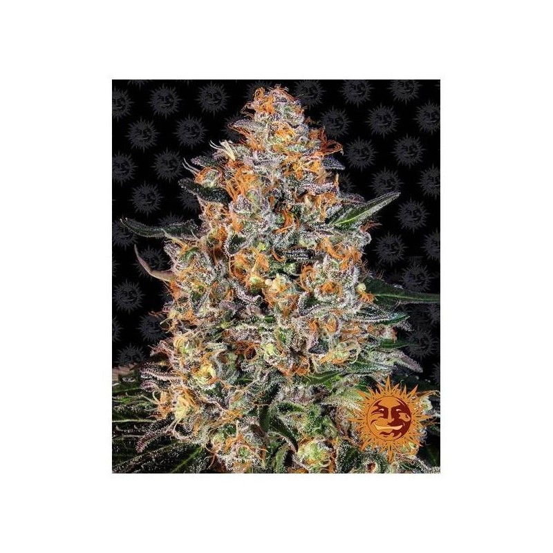 Bubba Kush