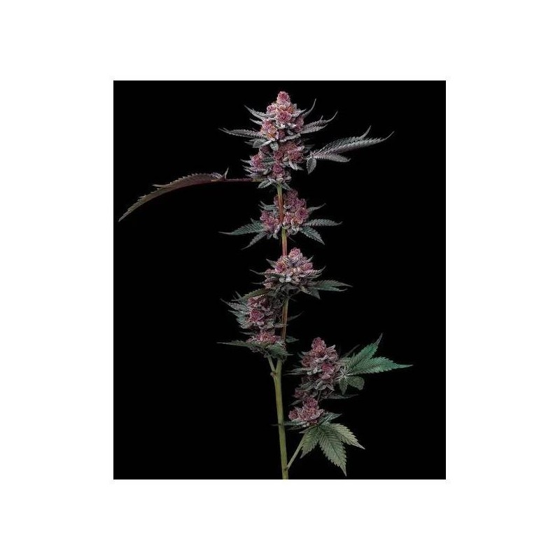 Cherry Popperz