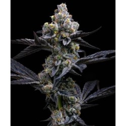 Garlic Cookies