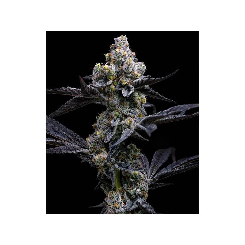 Garlic Cookies