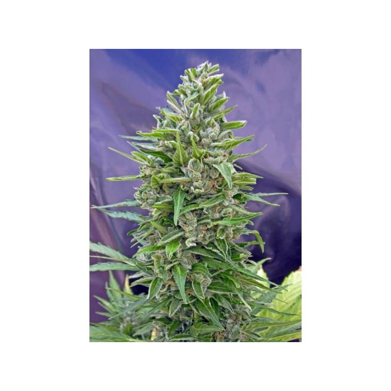 Gelato 45